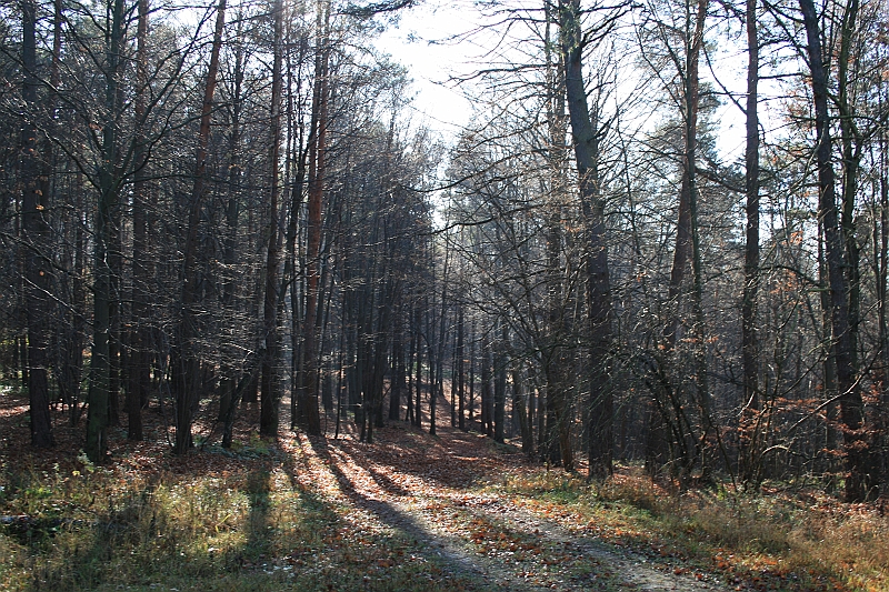 Rostoczek 11.2008 381